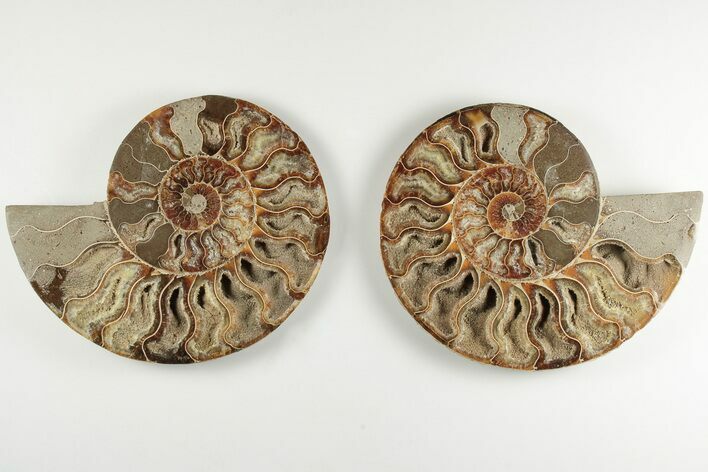 Cut & Polished, Agatized Ammonite Fossil - Madagascar #200147